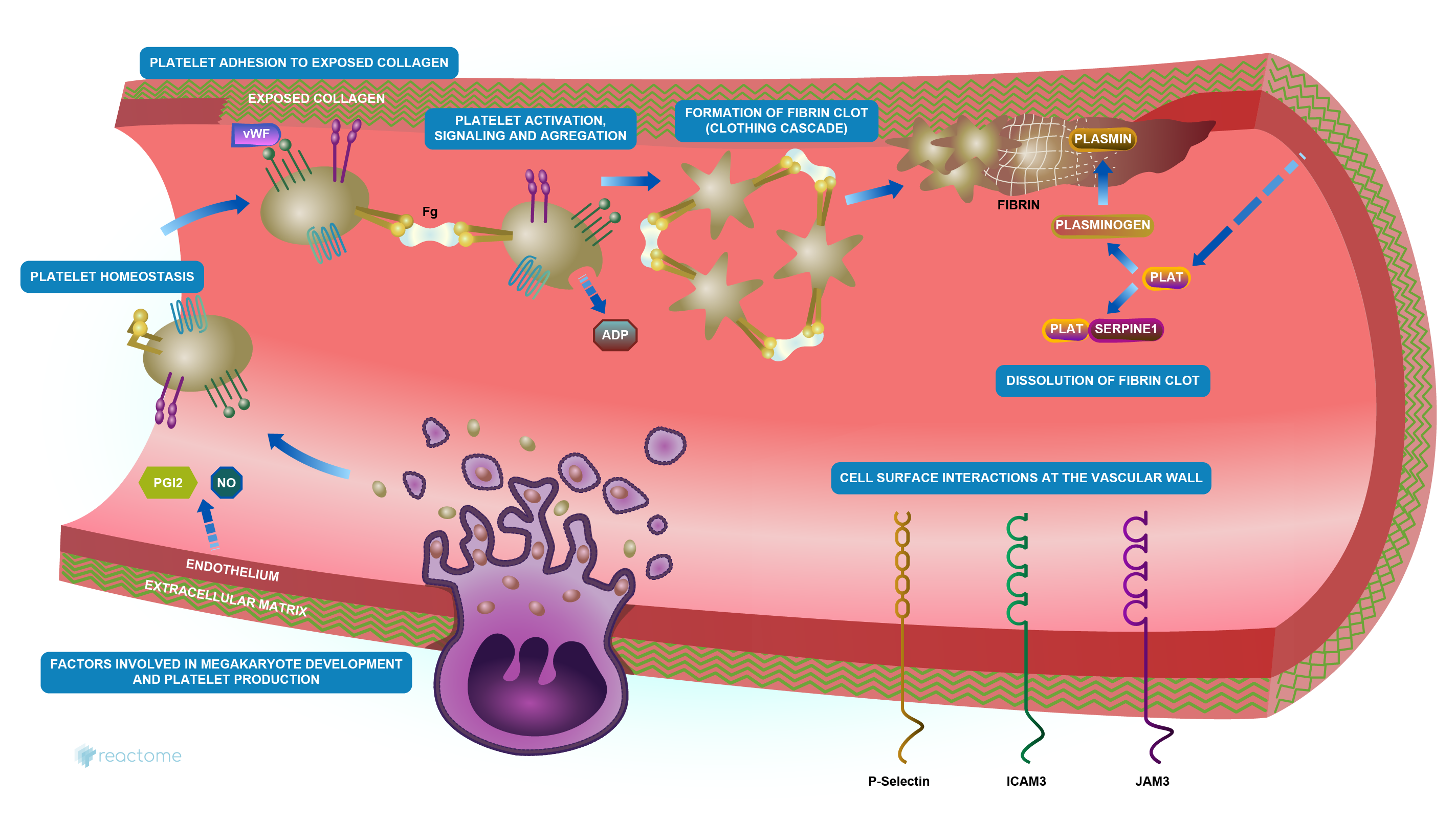Hemostasis illustrations from Reactome
